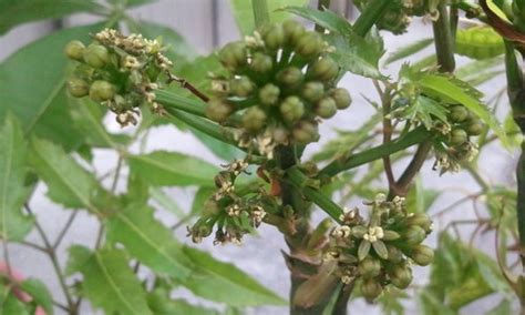 福祿桐為什麼會開花|【福祿桐為什麼會開花】福祿桐開花的秘密！揭開多年。